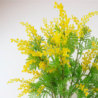 Mimosa Spray (large)