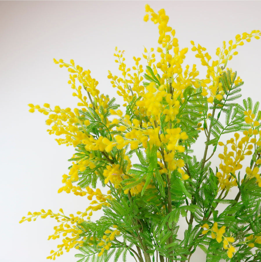 Mimosa Spray (large)