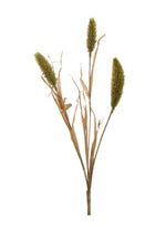 Dried Bunny Tail Reed Spray