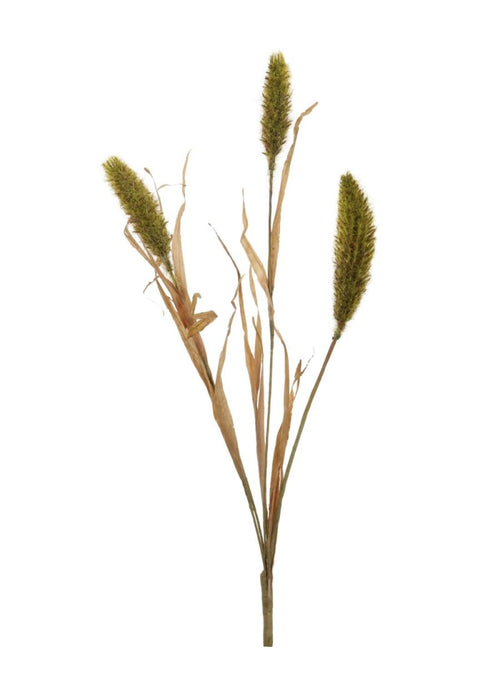 Dried Bunny Tail Reed Spray