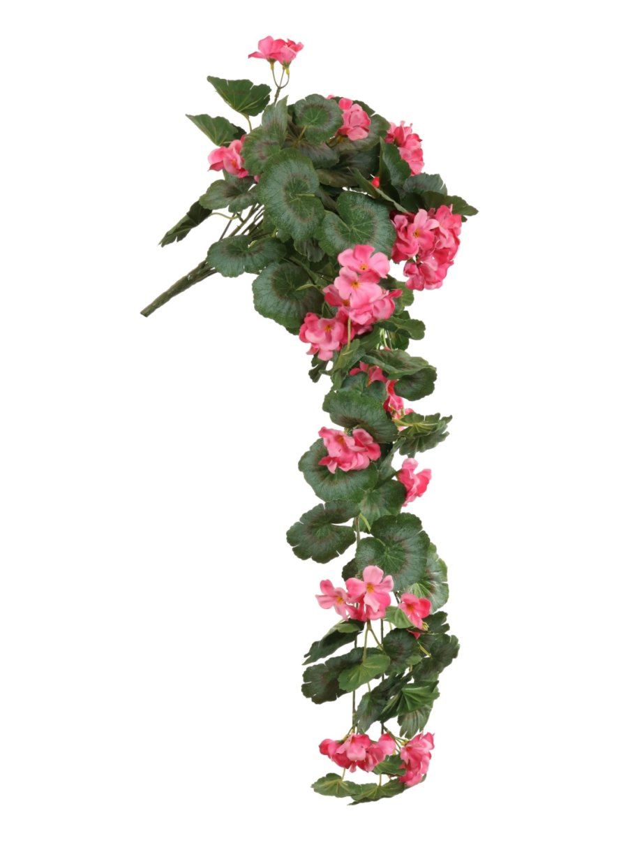 Trailing Soft Geranium