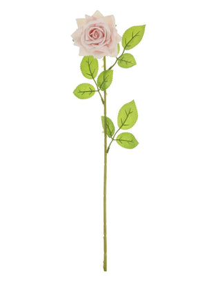 Velvet Open Rose