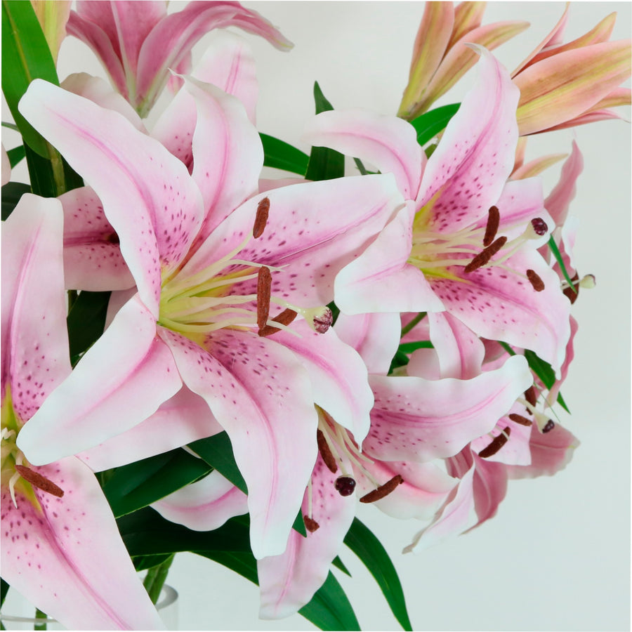 Asiatic Lily (large)
