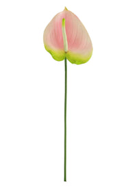 Anthurium