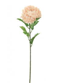 Chrysanthemum Stem