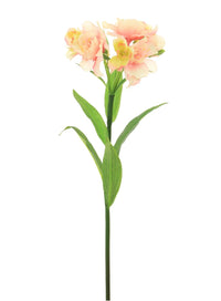 Alstroemeria (premium)