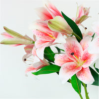 Asiatic Lily (small)