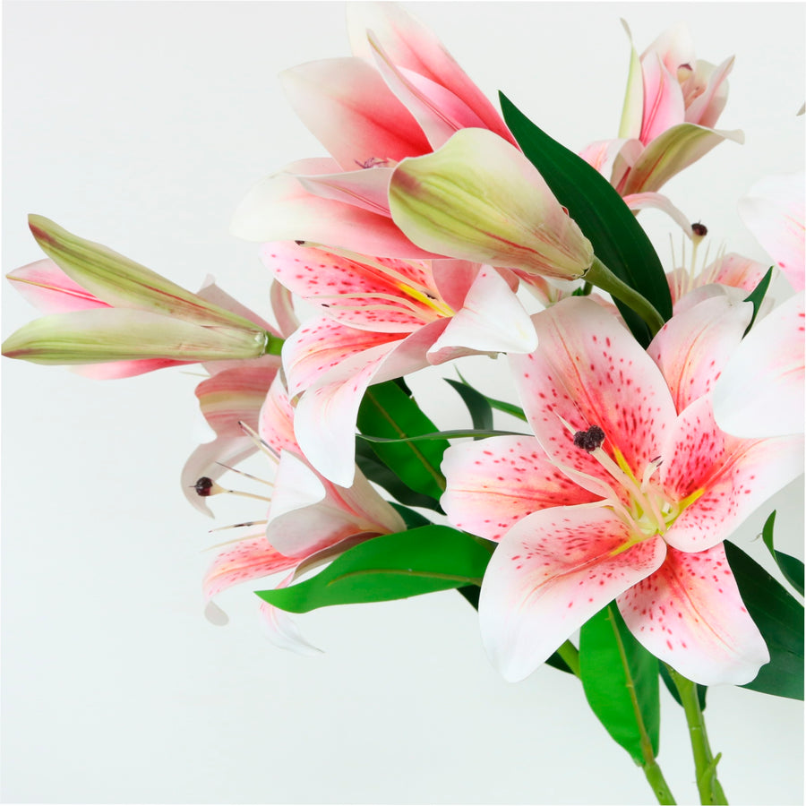 Asiatic Lily (small)