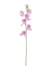 Sweet Pea