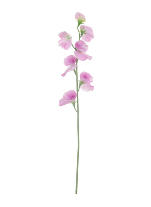 Sweet Pea