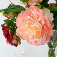 Dried Touch Eleanor Peony