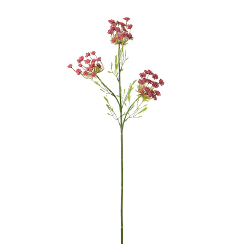 Cow Parsley Spray