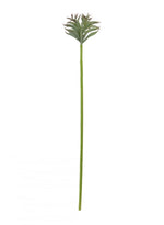 Chalk Finger Succulent