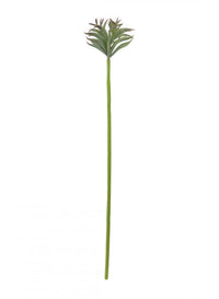 Chalk Finger Succulent