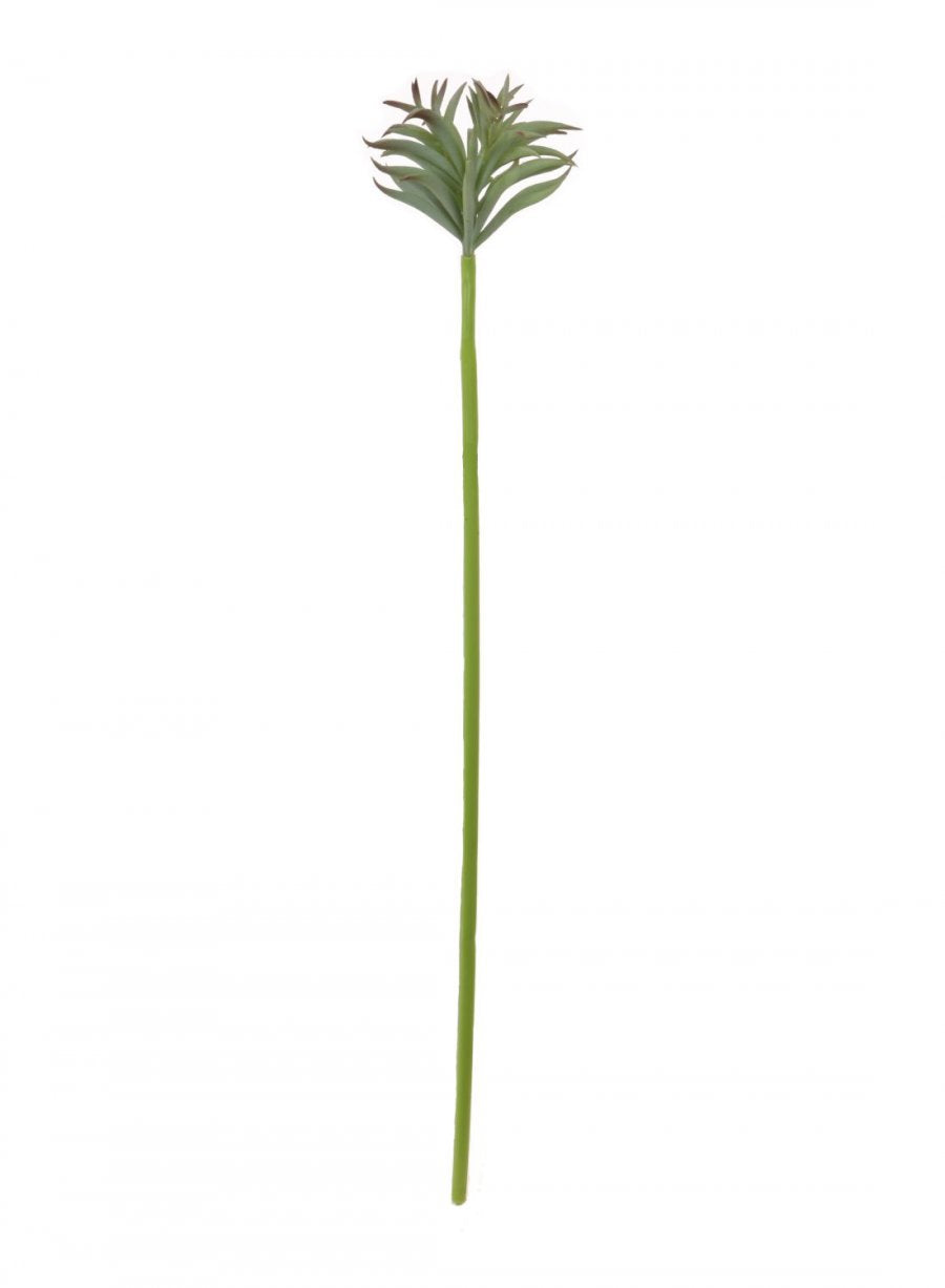 Chalk Finger Succulent