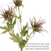 Spikey Thistle