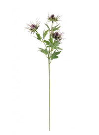 Spikey Thistle