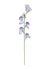 Sweet Pea