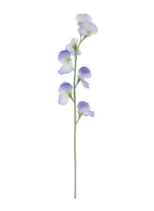 Sweet Pea