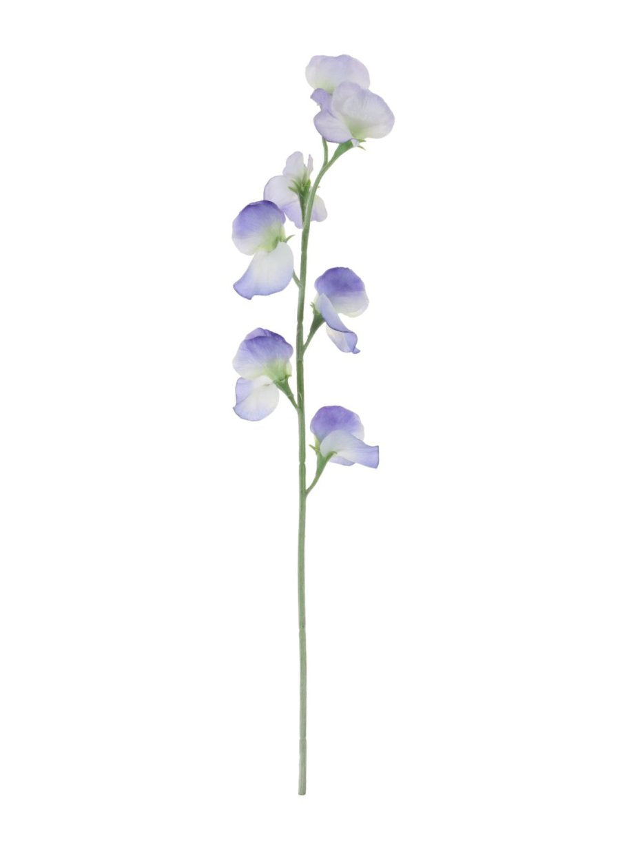 Sweet Pea