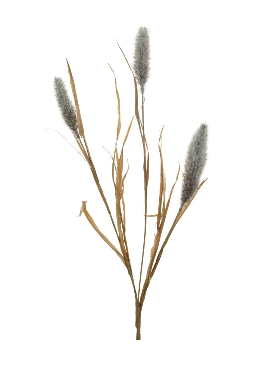 Dried Bunny Tail Reed Spray