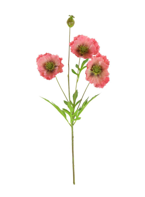 Grand Oriental Poppy