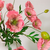 Grand Oriental Poppy