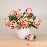 Dried Touch Closed Peony