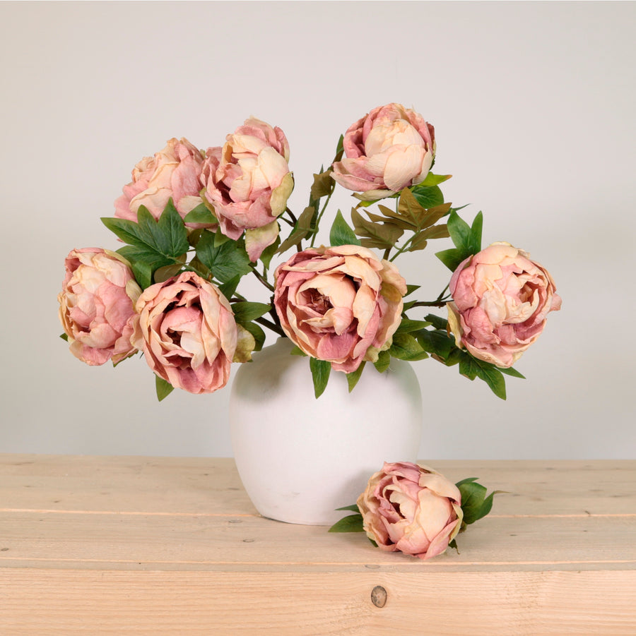 Dried Touch Closed Peony