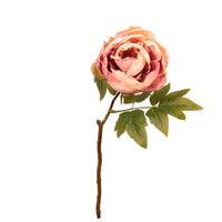 Dried Touch Closed Peony