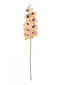 Phalaenopsis Orchid (9 Flower Heads)