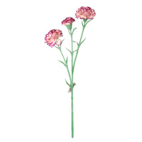 Carnation Stem