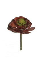 Afterglow Succulent