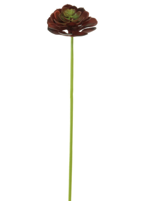 Afterglow Succulent