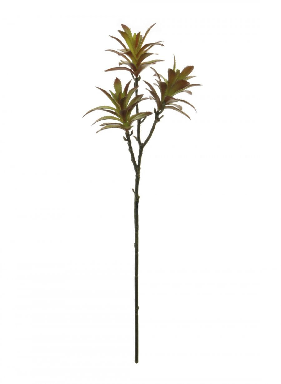 119617 Madagascar Palm Succulent - Lotus Imports Limited – Lotus Imports Ltd