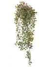 Trailing Ruscus