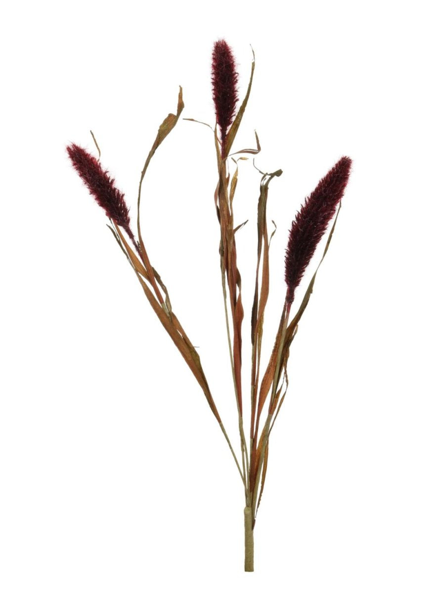 Dried Bunny Tail Reed Spray