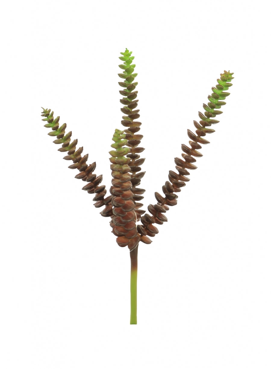 Feechi Succulent