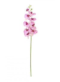 Phalaenopsis Orchid (9 Flower Heads)