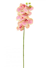 Phalaenopsis Orchid (7 Flower Heads)