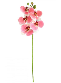 Phalaenopsis Orchid (5 Flower Head)
