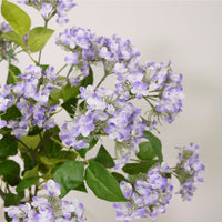 Charlotte Spray