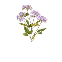 Charlotte Spray