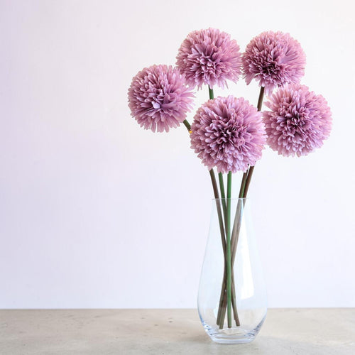 Allium Pom Pom