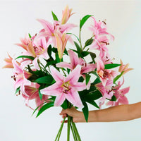 Casa Blanca Lily