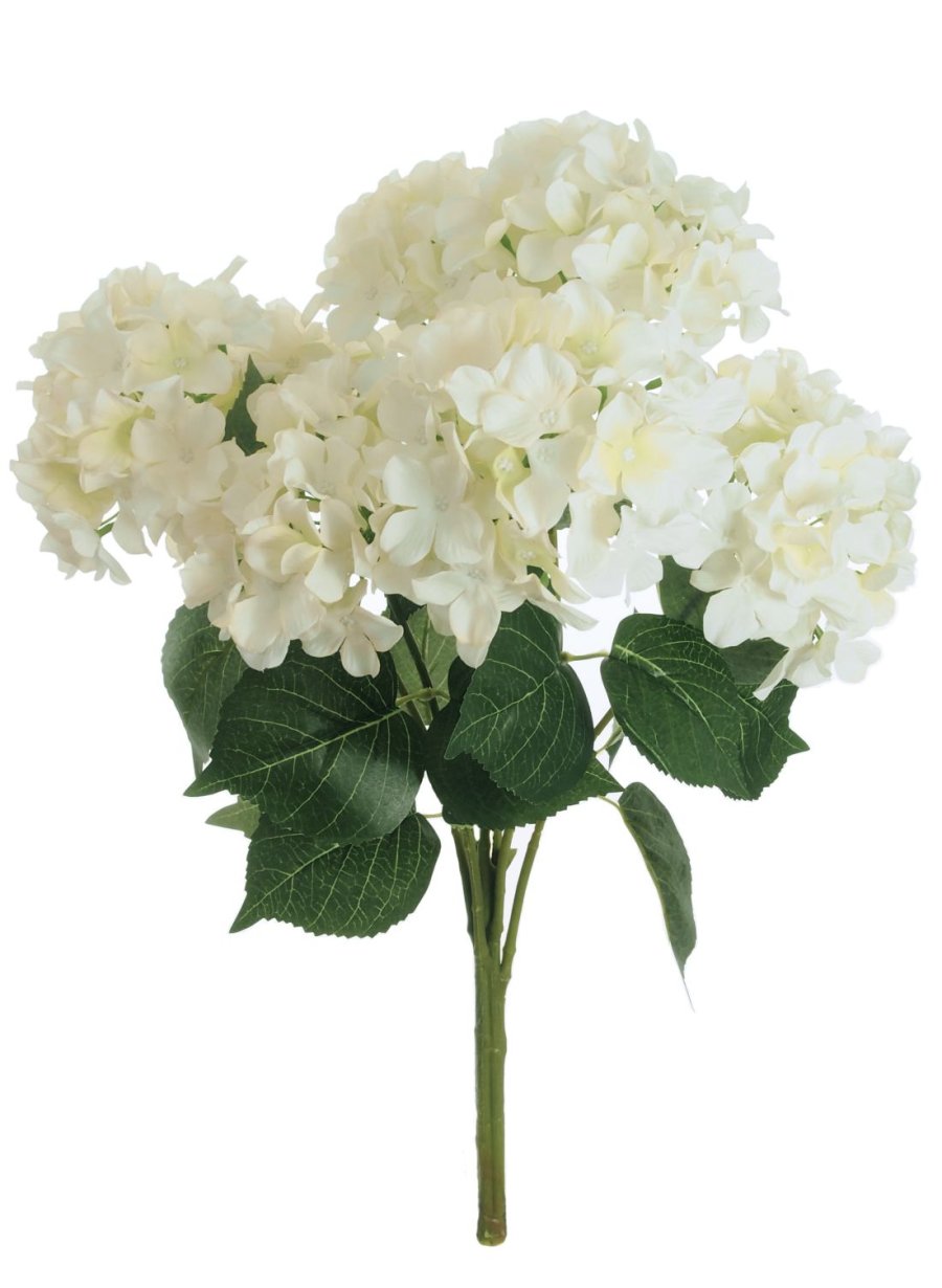 Mophead Hydrangea Bunch