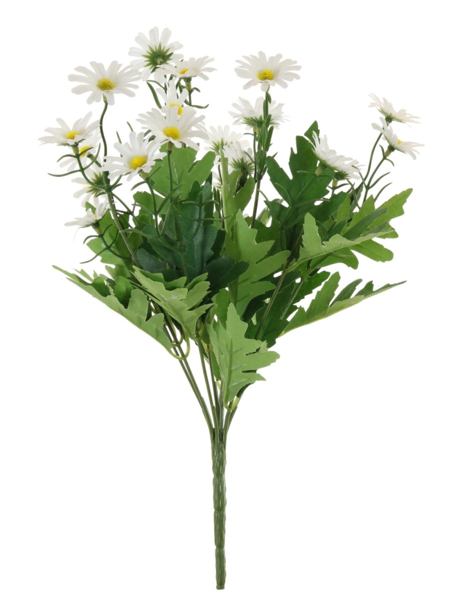 Oxeye Daisy Bunch