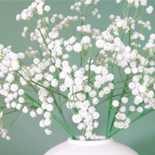 Fluffy Gypsophilia Spray
