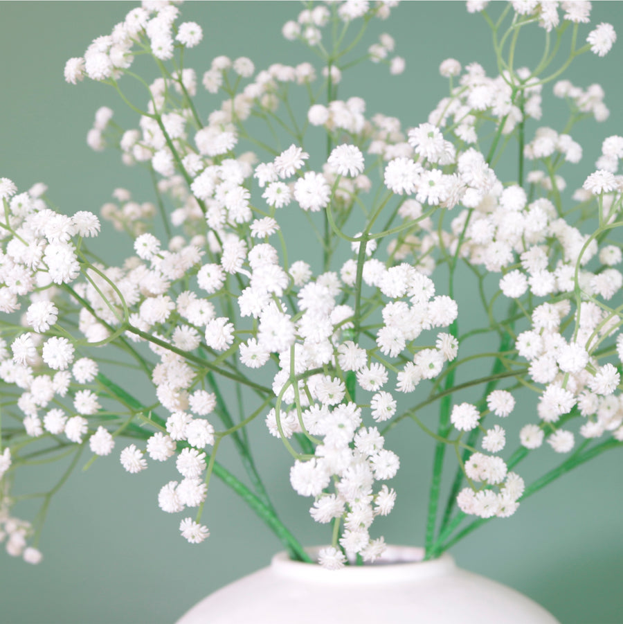 Fluffy Gypsophilia Spray