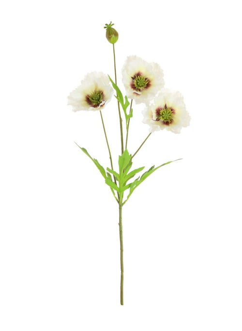 Grand Oriental Poppy